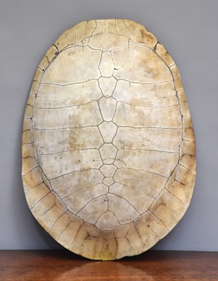 Lot 66 - Natural History: A Large Giant South American...