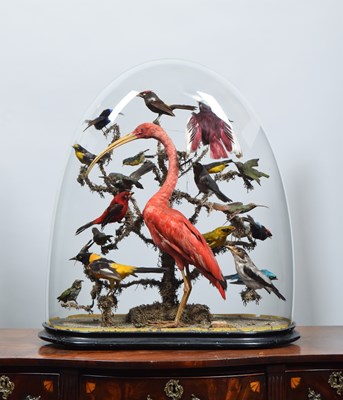 Lot 52 - Taxidermy: A Late Victorian Display of...