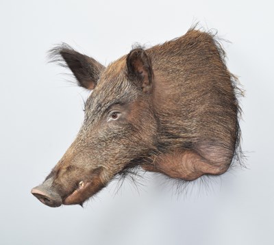 Lot 47 - Taxidermy: European Wildboar (Sus scrofa),...