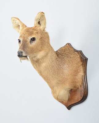 Lot 122 - Taxidermy: Chinese Water Deer (Hydropotes...