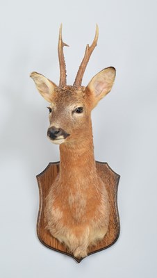 Lot 49 - Taxidermy: European Roe Deer (Capreolus...