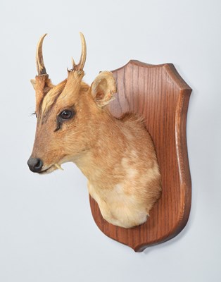 Lot 26 - Taxidermy: Reeves's Muntjac Deer (Muntiacini),...