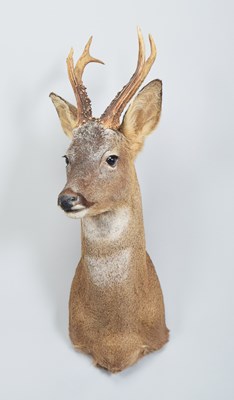 Lot 60 - Taxidermy: European Roe Deer (Capreolus...