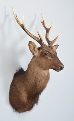 Lot 53 - Taxidermy: Sika Deer (Cervus nippon), modern,...
