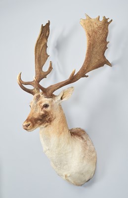 Lot 198 - Taxidermy: European Fallow Buck (Dama dama),...
