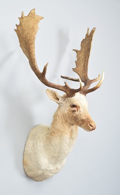 Lot 205 - Taxidermy: European Fallow Buck (Dama dama),...