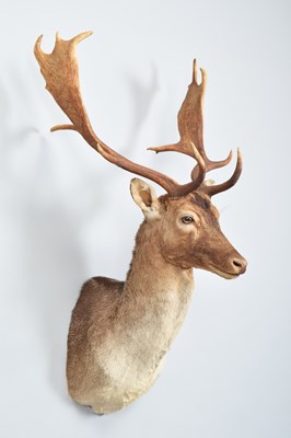 Lot 51 - Taxidermy: European Fallow Buck (Dama dama),...
