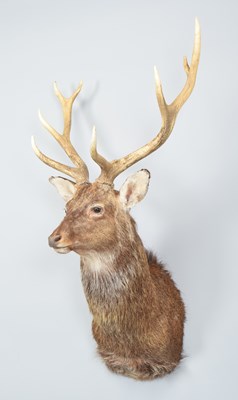 Lot 45 - Taxidermy: Sika Deer (Cervus nippon), modern,...