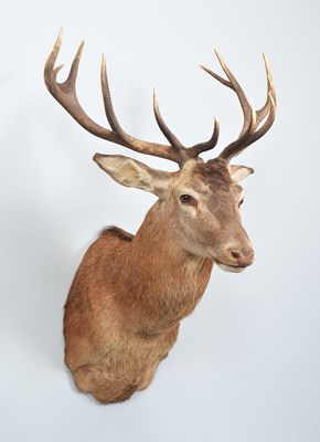Lot 32 - Taxidermy: A Royal Red Deer (Cervus elaphus),...