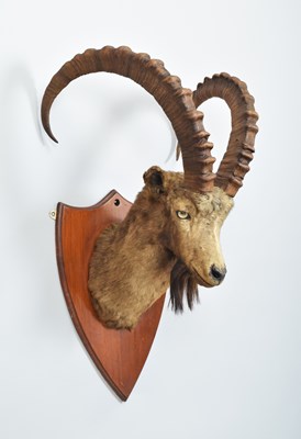 Lot 23 - Taxidermy: Siberian Ibex (Capra sibirica...