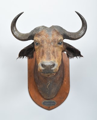 Lot 43 - Taxidermy: South African Cape Buffalo...