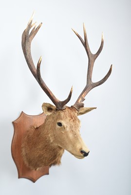 Lot 199 - Taxidermy: European Red Deer (Cervus elaphus...