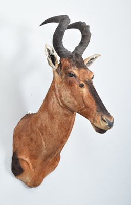 Lot 131 - Taxidermy: Cape Red Hartebeest (Alcelaphus...