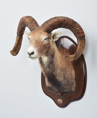 Lot 40 - Taxidermy: European Mouflon (Ovis aries...