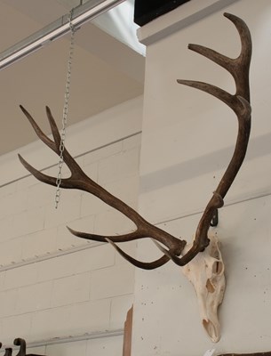 Lot 1123 - Antlers/Horns: European Red Deer...