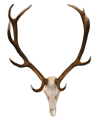 Lot 1319 - Antlers/Horns: European Red Deer Antlers...