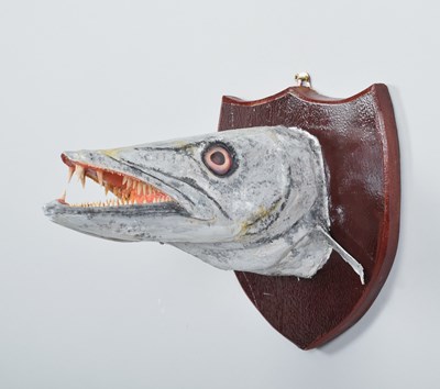 Lot 1119 - Taxidermy: A Great Barracuda Head (Sphyraena...