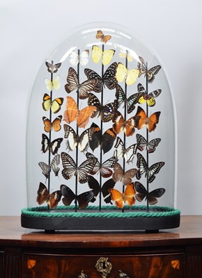 Lot 187 - Entomology: A Colourful Display of Tropical...