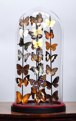 Lot 194 - Entomology: A Colourful Display of Tropical...