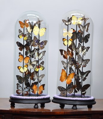 Lot 191 - Entomology: A Pair of Colourful Tropical...