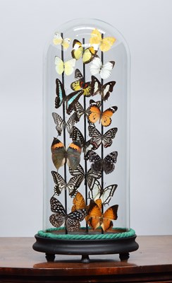 Lot 195 - Entomology: A Colourful Display of Tropical...
