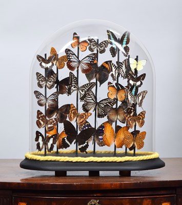 Lot 181 - Entomology: A Colourful Display of Tropical...