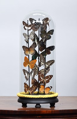 Lot 1125 - Entomology: A Colourful Display of Tropical...