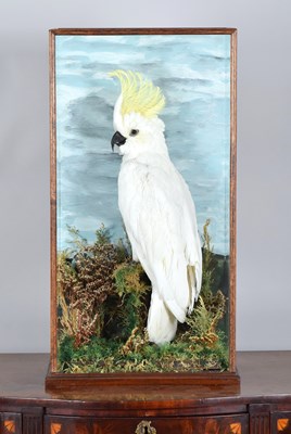 Lot 59 - Taxidermy: A Cased Sulphur-crested Cockatoo...
