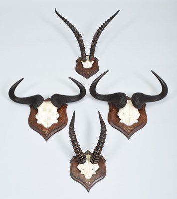 Lot 31 - Antlers/Horns: A Group of African Big Game...