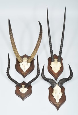 Lot 30 - Antlers/Horns: A Group of African Big Game...