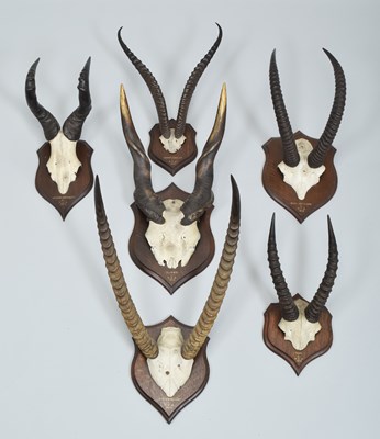 Lot 29 - Antlers/Horns: A Group of African Big Game...