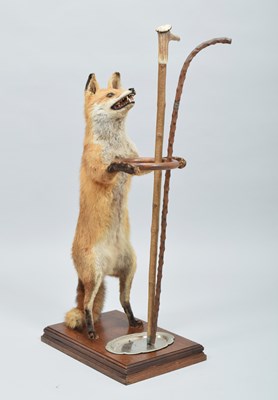 Lot 196 - Anthropomorphic Taxidermy: A Red Fox Mounted...