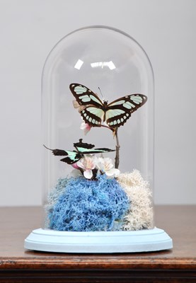 Lot 1318 - Entomology: A Display of Tropical Butterflies,...
