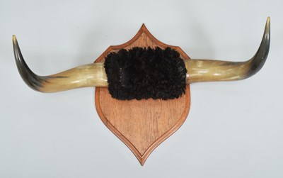 Lot 1120 - Antlers/Horns: A Set of Steer Horns (Bos...