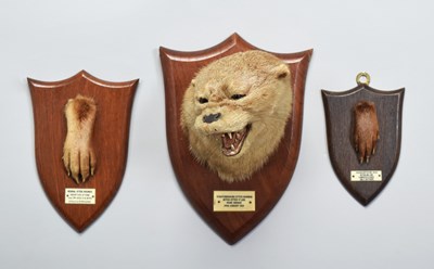 Lot 176 - Taxidermy: Eurasian Otter Mask (Lutra lutra),...