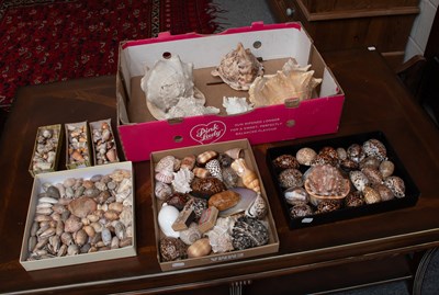 Lot 1124 - Conchology: A Large Collection of World...