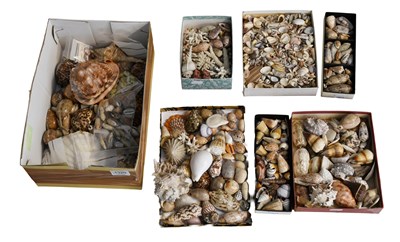 Lot 1320 - Conchology: A Large Collection of World...