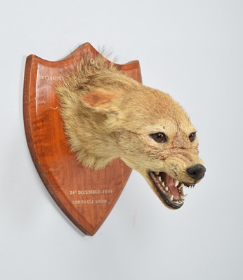 Lot 112 - Taxidermy: Indian Jackal (Canis aureus...