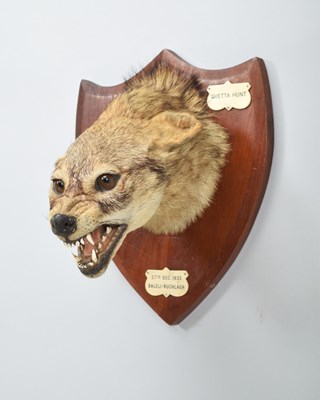 Lot 113 - Taxidermy: Indian Jackal (Canis aureus...