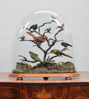 Lot 169 - Taxidermy: A Late Victorian Display of South...