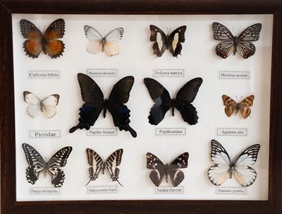 Lot 1126 - Entomology: A Pair of Framed Tropical...