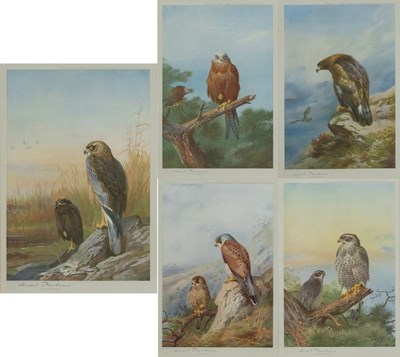 Lot 313 - After Archibald Thorburn FZS (1860-1935)...