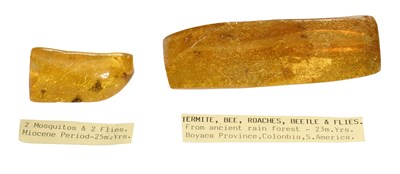Lot 1121 - Two Pieces of Miocene Period amber with insect...