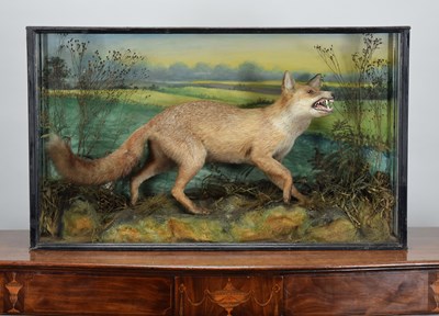 Lot 197 - Taxidermy: A Late Victorian Cased Red Fox...