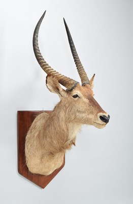 Lot 38 - Taxidermy: Common Waterbuck (Kobus...