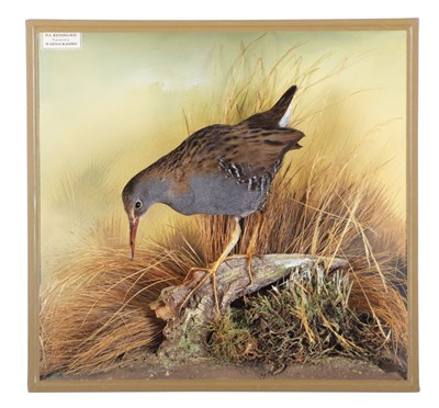 Lot 61 - Taxidermy: A Cased Water Rail (Rallus...