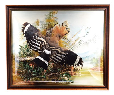 Lot 42 - Taxidermy: A Wall Cased European Hoopoe (Upupa...