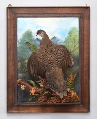Lot 173 - Taxidermy: A Wall Cased Grey Peacock Pheasant...