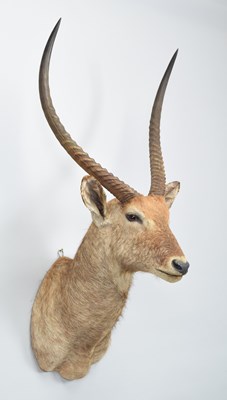 Lot 145 - Taxidermy: Common Waterbuck (Kobus...