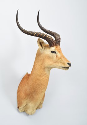 Lot 143 - Taxidermy: Loder's Kob (Kobus loderi), circa...